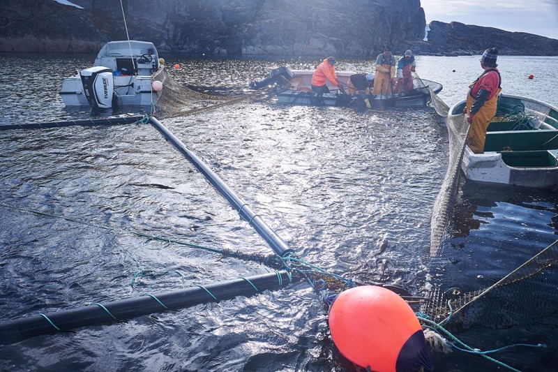 Transforming cod heads, frames and intestines from waste to value