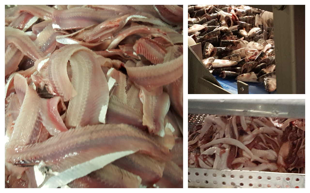 Sorting herring co-products and monitoring lipid oxidation of the different fractions