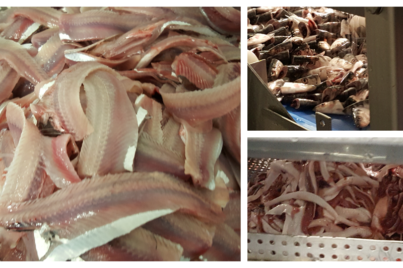 Sorting herring co-products and monitoring lipid oxidation of the different fractions