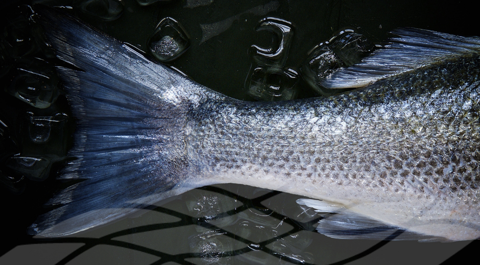 Seafood network meeting