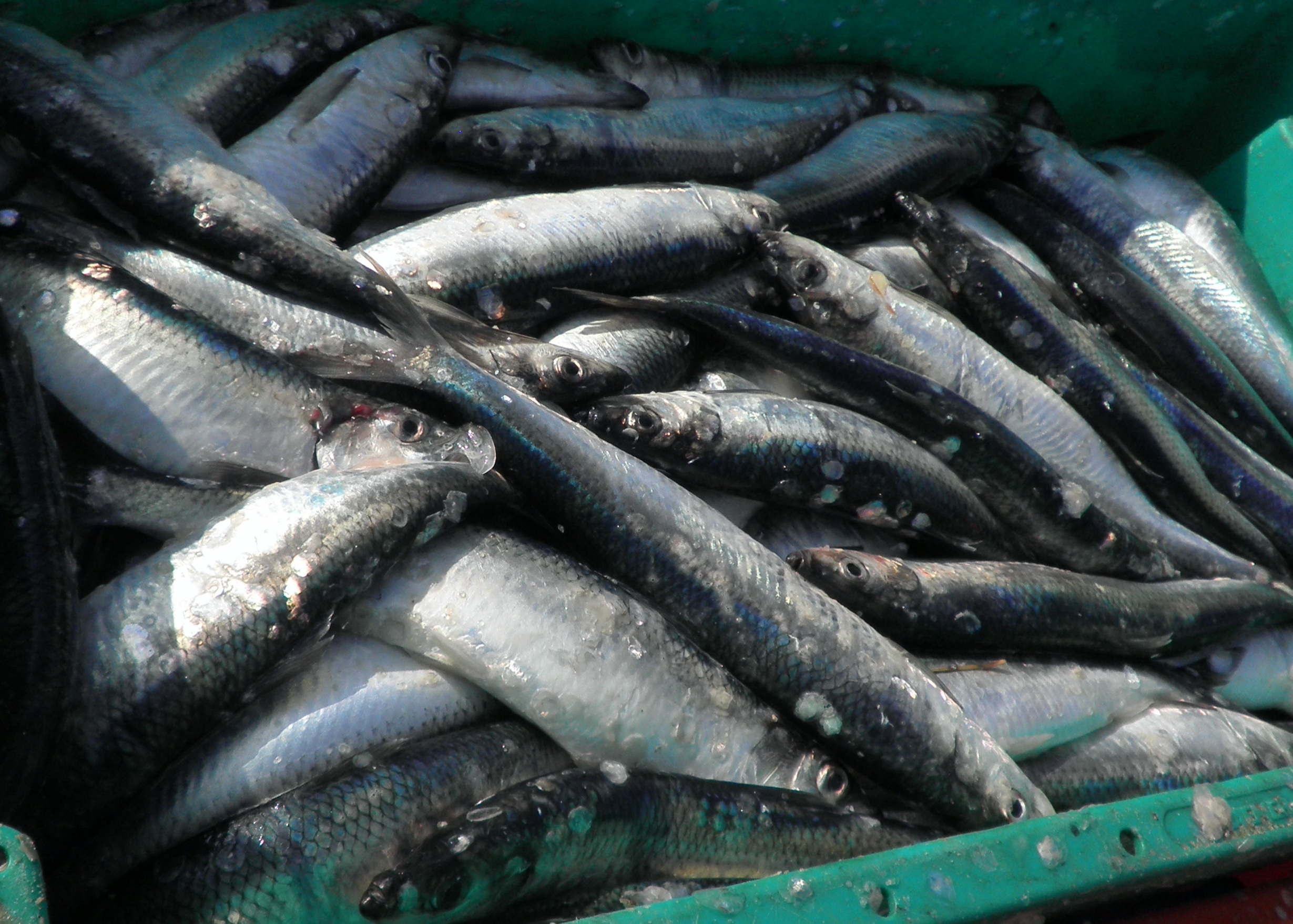 Does the type and combination of herring off-cuts determine protein yield and quality?