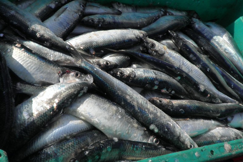 Does the type and combination of herring off-cuts determine protein yield and quality?