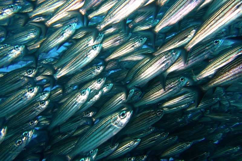 Conference Spotlights Solutions for Valuable Exploitation of Seafood Side-streams